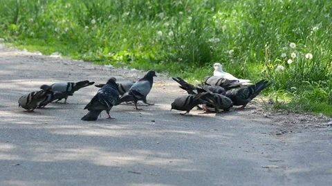 Pigeons on the sunny city street eat bread Stock Footage