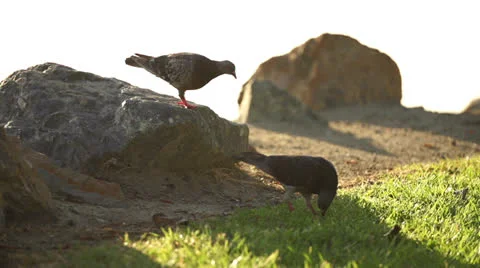 Pigeons In Super Slow Motion 240fps Stock Footage 26013788