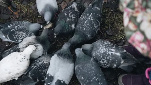 Pigeons surrounded a piece of bread that was thrown to them Stock Footage 200023835