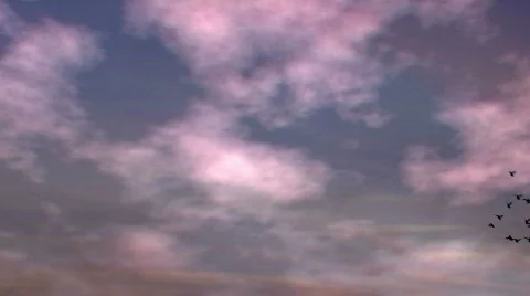 Pigeons swoop at dawn Stock Footage 718293