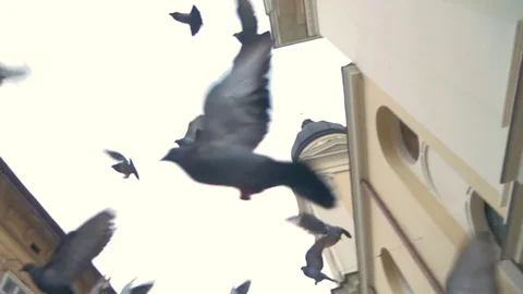 Pigeons take off in the city Stock Footage