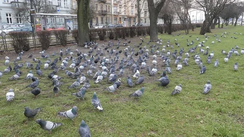 Pigeons take off from the grass Stock Footage 105056822