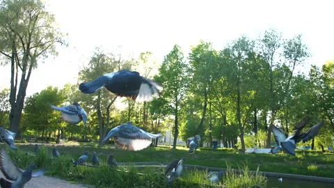 Pigeons take off in the park Stock-Footage 172480549