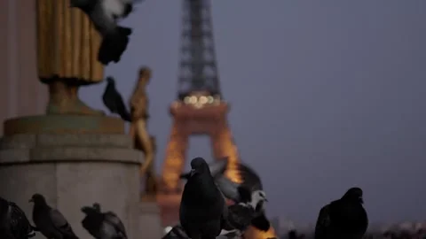 Pigeons taking off against the background of the Eiffel Tower Stock Footage 305355598
