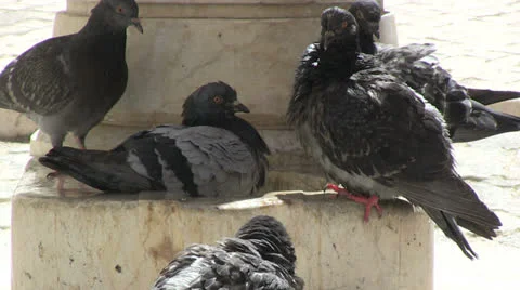 Pigeons taking a bath Stock Footage 24864598