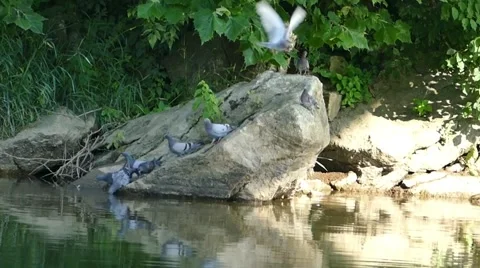 Pigeons taking a break at the river Stock Footage 52415834
