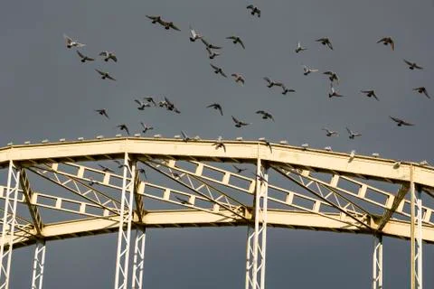 Pigeons taking off from the bridge Foto stock