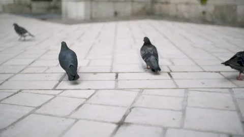 Pigeons Taking Flight Close-up Stock Footage 308259154