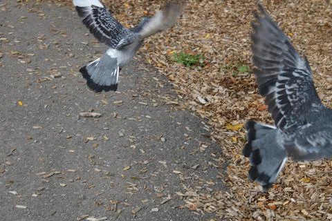 Pigeons Taking Flight Foto stock