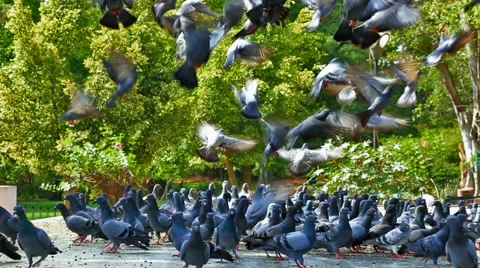 Pigeons Taking Off Stockbeeldmateriaal 49687839
