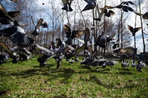 Pigeons taking off from grass Foto stock