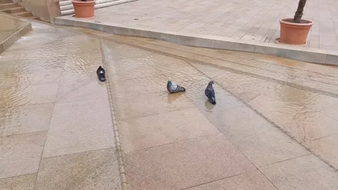 Pigeons Taking a Little Bath Stock Footage 336553255