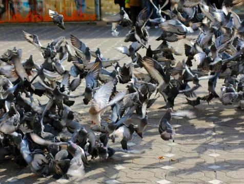 Pigeons taking off Stock Photos