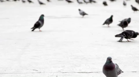 Pigeons in Taksim Square - TimeLapse Stock Footage 35326491