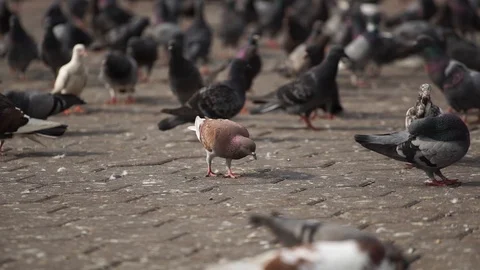 Pigeons in temple Stock Footage 101494074