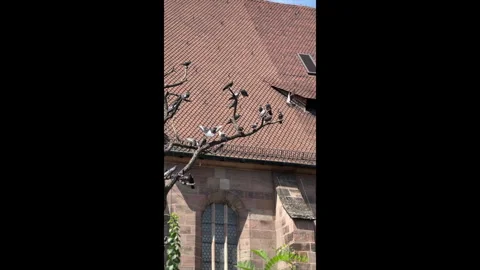 Pigeons on Tiled Rooftop Stock Footage 310326556