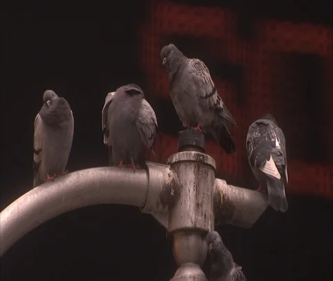Pigeons in Times Square at night Stock Footage 86749065