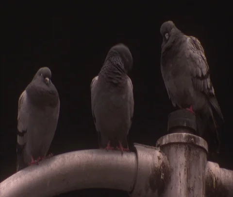 Pigeons in Times Square at night Stock Footage 86749073