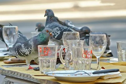 Pigeons on top of the table Foto stock