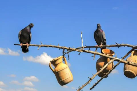 Pigeons on top of a tree Stock Photos