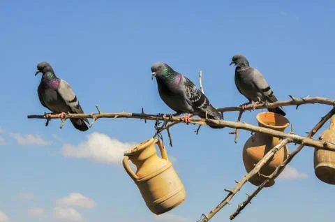Pigeons on top of a tree Stock Photos