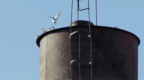 Pigeons in the tower Video stock 58594848