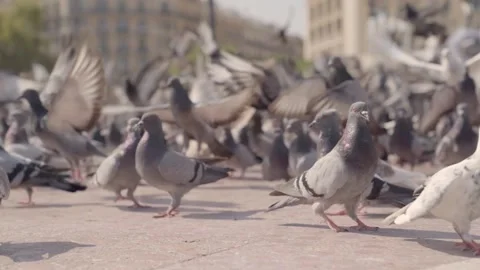 Pigeons in a Town Square during summer Video stock 141036146