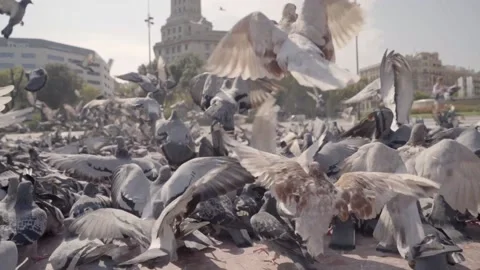 Pigeons in a Town Square during summer Stock Footage