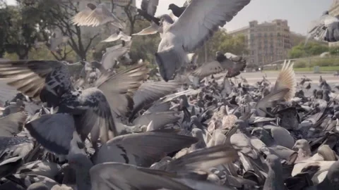Pigeons in a Town Square during summer Video stock 141036610