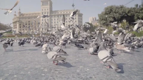 Pigeons in a Town Square during summer Video stock 141037149