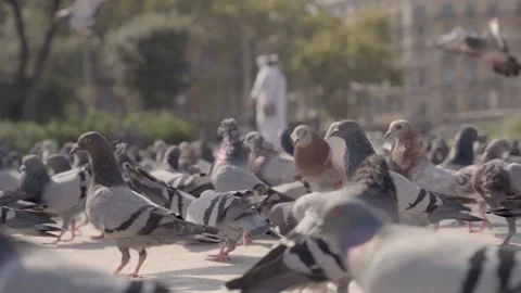 Pigeons in a Town Square during summer Video stock 141037233