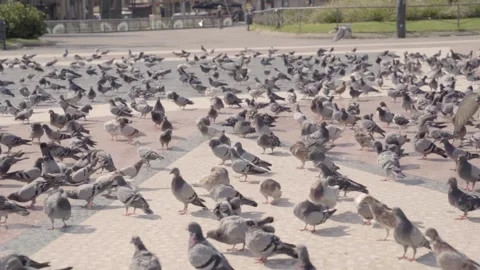 Pigeons in a Town Square during summer Video stock 141037739