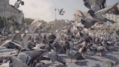 Pigeons in a Town Square during summer Video stock 141038074