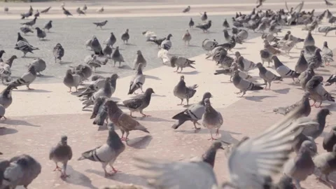 Pigeons in a Town Square during summer Video stock 141038285