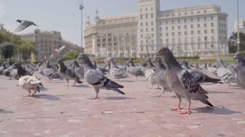 Pigeons in a Town Square during summer Video stock 141038965