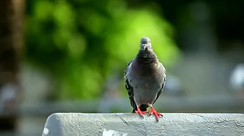 Pigeons in the town square. Stock Footage 42614690
