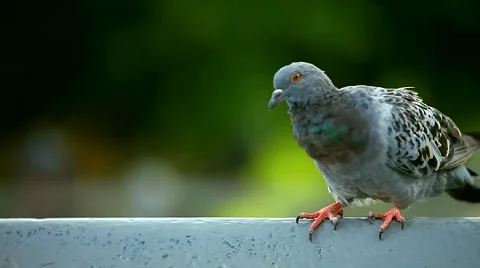 Pigeons in the town square. Stock Footage 42614739