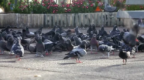 Pigeons in the town square. Stock Footage 42614936