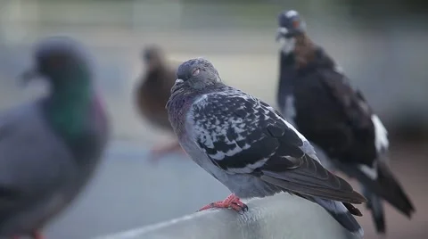 Pigeons in the town square. Stock Footage 42615315