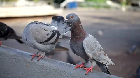 Pigeons in the town square. Stock Footage 42615350
