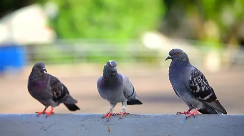 Pigeons in the town square. Stock Footage 42615495