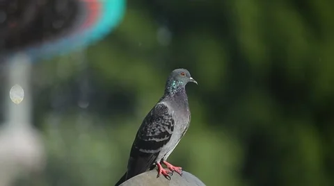 Pigeons in the town square. Stock Footage 42615645