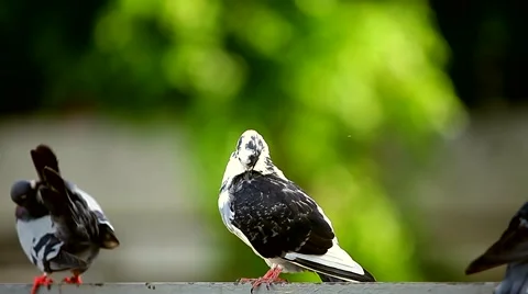 Pigeons in the town square. Stock Footage 42615671