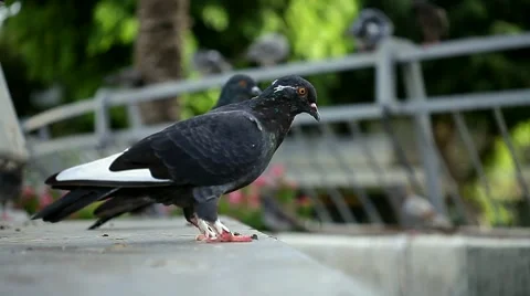 Pigeons in the town square. Stock Footage 42615712