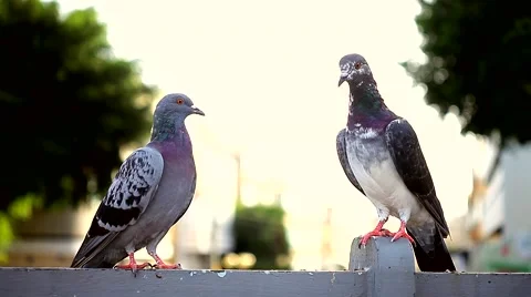 Pigeons in the town square. Stock Footage 42615807
