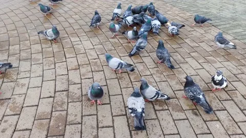 Pigeons in the town square Stock Footage 209145939
