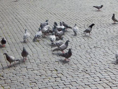 Pigeons on the town square Stock Photos