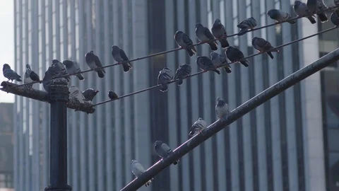 Pigeons on Traffic Light in NYC Stock Footage