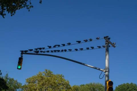 Pigeons on a traffic light Foto stock