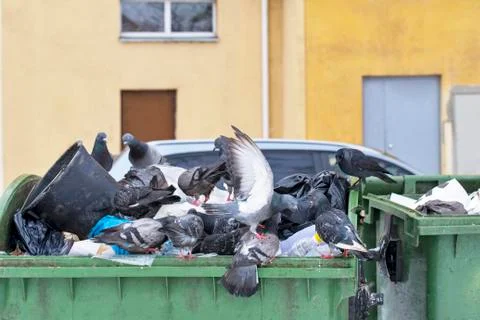 Pigeons in trash container Stock Photos